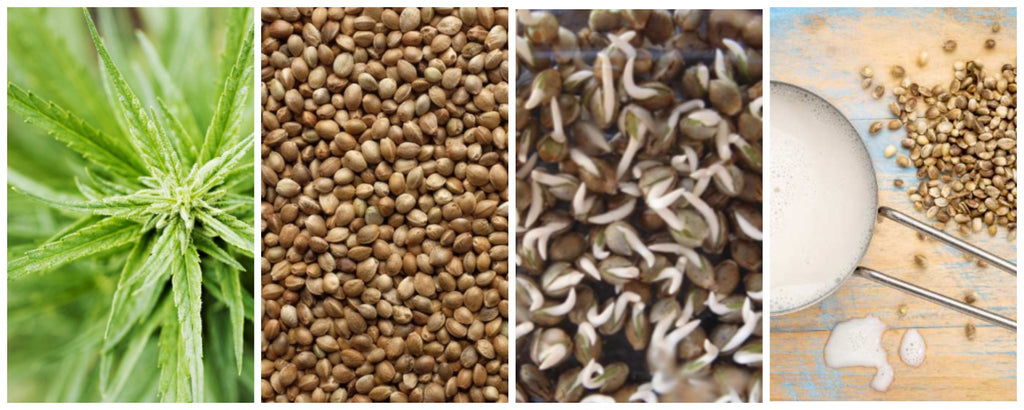 Homemade milk from hemp seeds
