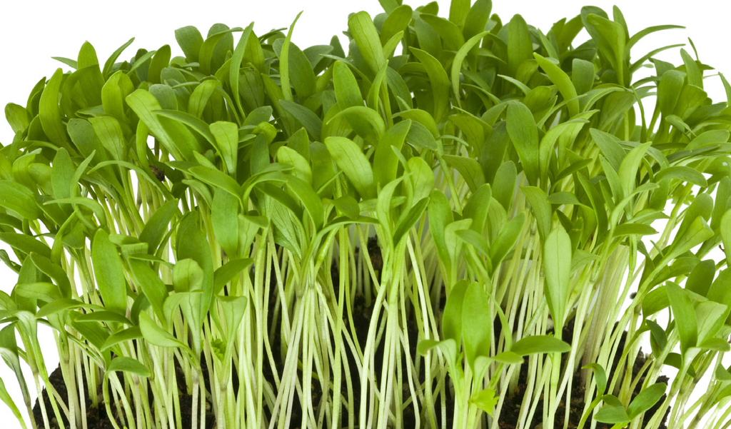 Why people grow microgreens