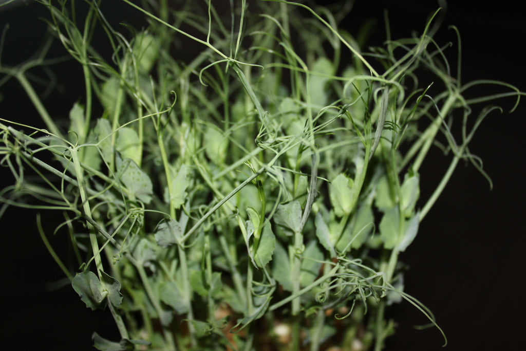 How To Grow Pea Microgreens