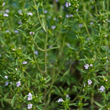 Satureja hortensis, Savory, Summer Seeds