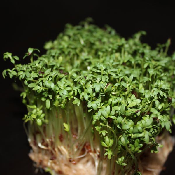 Salad Cress Seeds, Microgreens Seeds