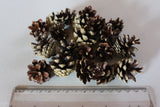 Pine cones up to 3 cm 20pcs