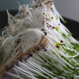 Hydroponic Hemp Mat Biodegradable Growing Medium 1M X 1.2M