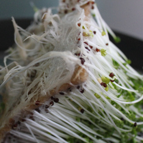 Hydroponic Hemp Mat Biodegradable Growing Medium 1M X 1.2M