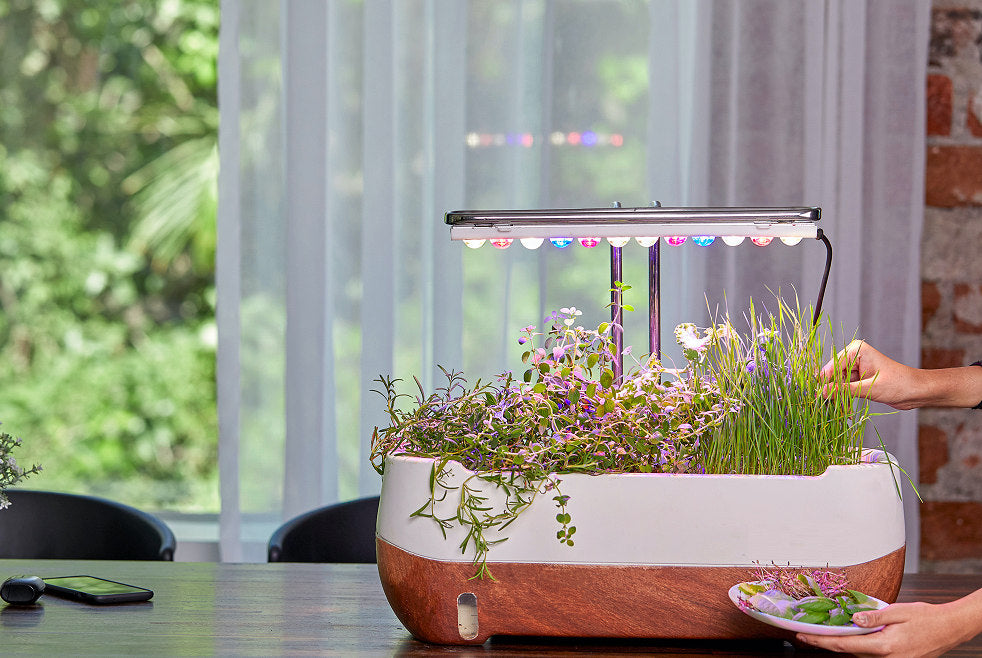 How to grow microgreens at home?
