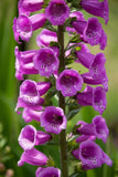 Digitalis purpurea, Foxglove, Purple Seeds