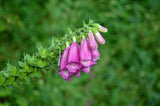 Digitalis purpurea, Foxglove, Purple Seeds