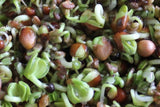Mix Broccoli, Cress & Radish Daikon Microgreen Seeds