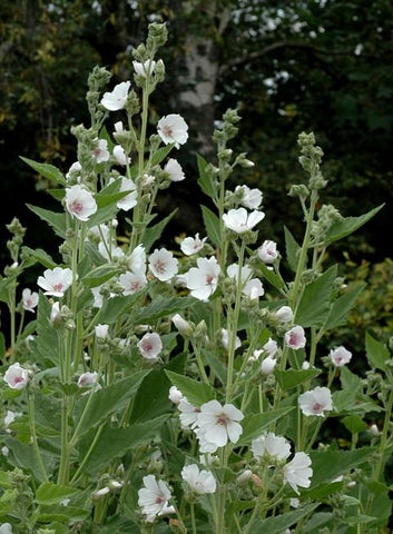Althaea officinalis, Marshmellow, White