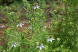 Nigella sativa, Black Caraway Seeds