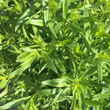 Artemisia drancunculus, Tarragon