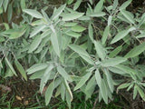 Salvia officinalis, Sage, Extrakta Seeds