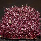 Red Amaranth Microgreen / Sprouting Seeds