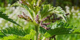 Urtica dioica, Stinging Nettle, Greater