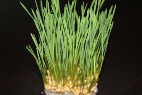 Wheatgrass3