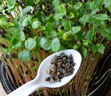 Green Buckwheat Microgreen Seeds