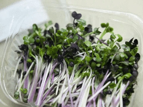 Black Tuscany Kale Microgreen Seeds