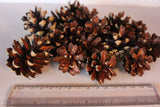 Pine cones 3cm - 6cm 30pcs
