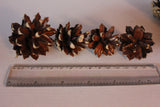 Pine cones 3cm - 6cm 30pcs