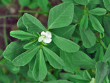 Trigonella foenum-graecum, Fenugreek Seeds