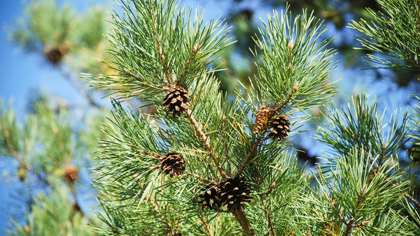 Scots Pine seeds