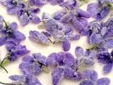Edible Flowers Pansy (Viola tricolor) Seeds