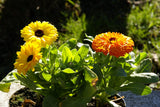 Edible Flowers Pot Marigold Seeds